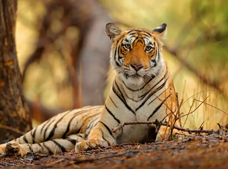Tiger lying on ground