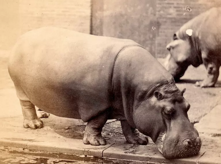 Adhela (female hippopotamus) circa 1870
