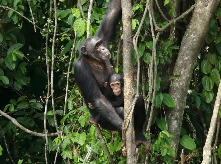 Two chimpanzees in a tree