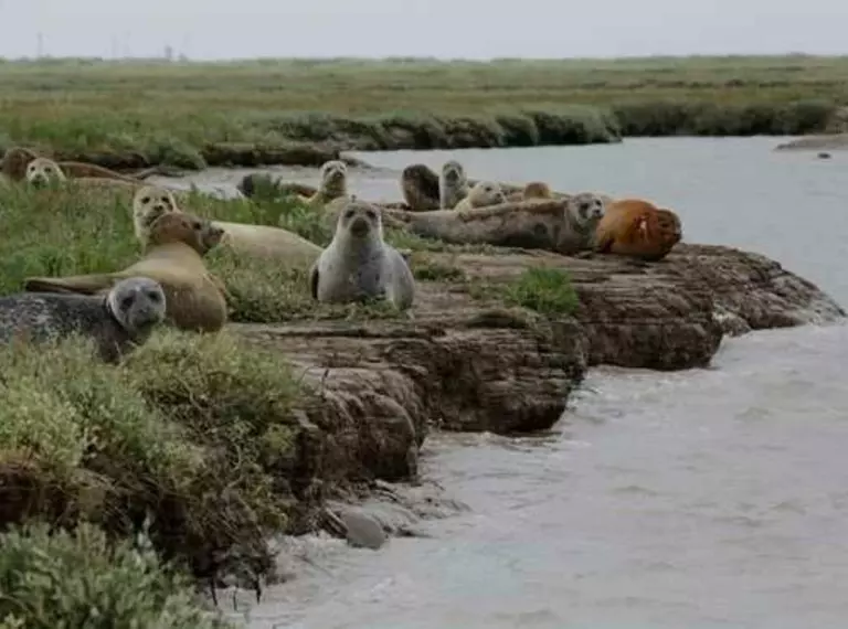 group of seals taken on the 2017 Thames Seal Survey