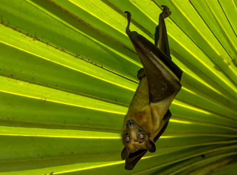 Straw coloured bat hanging beneath a large leaf
