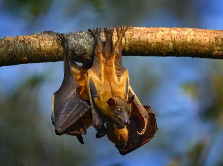 Three straw coloured fruit bats hanging on a tree branch 