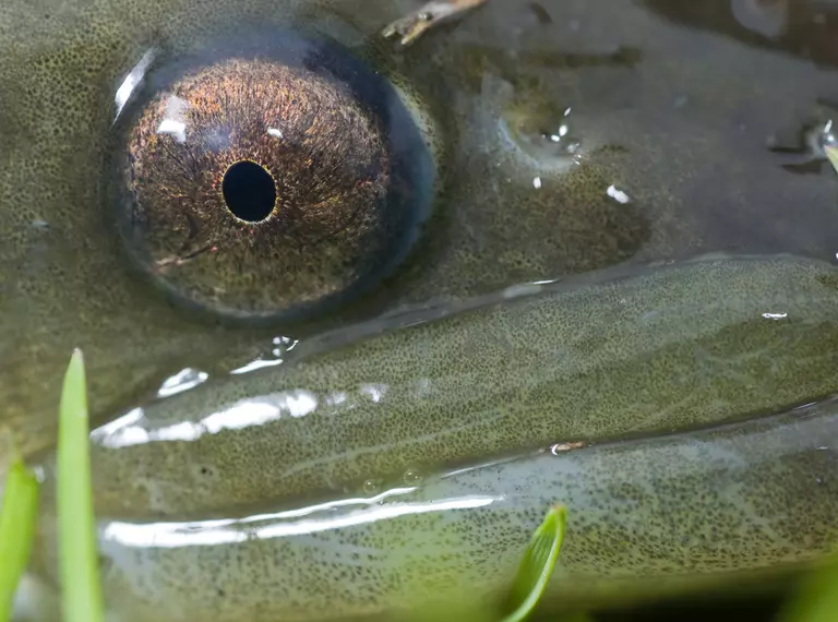 european eel closeup of face