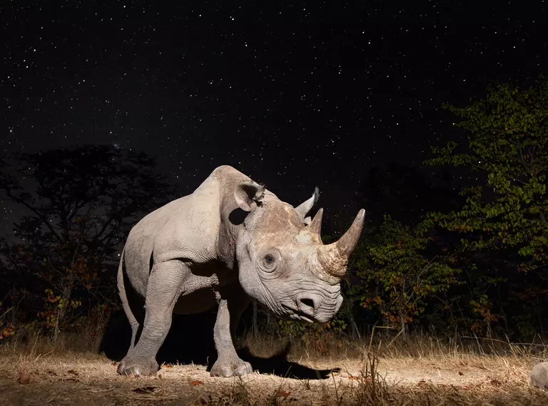 black rhino with starry background