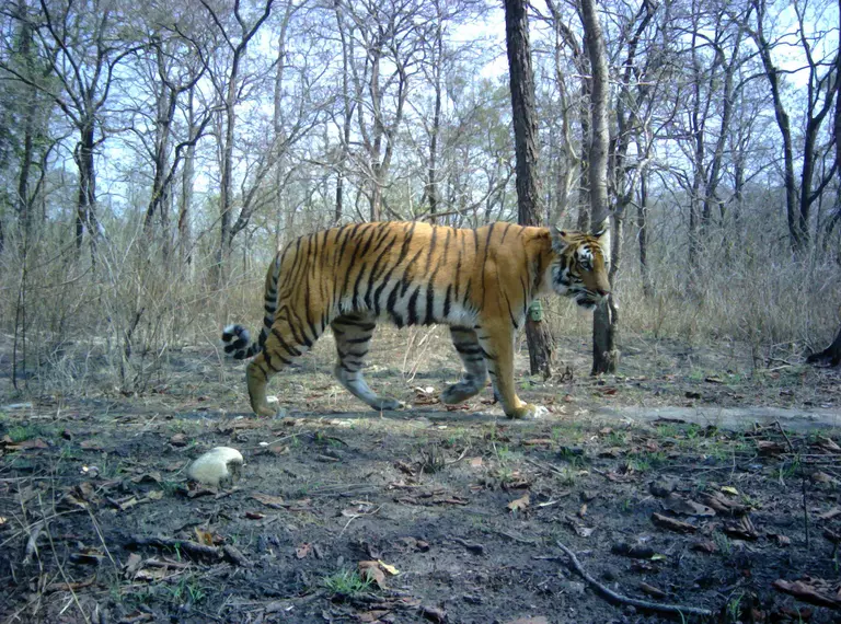 Tiger walking in the wild in Nepal photographed by a camera trap