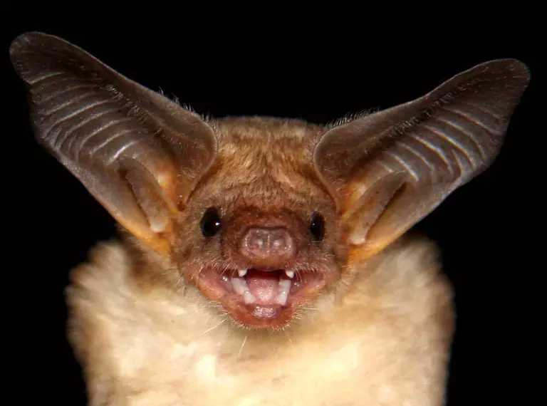 closeup bat