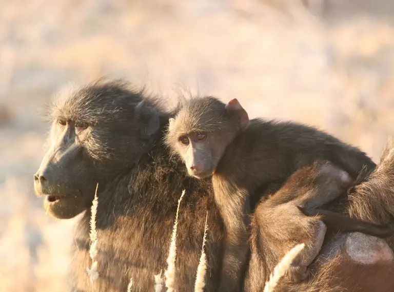 desert baboon with infant