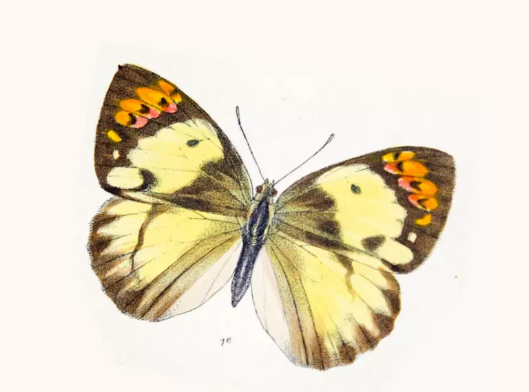 Maud Horman-Fisher butterfly illustration