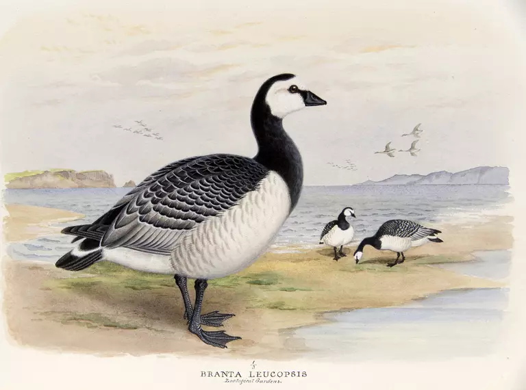 Barnacle goose painted by Henry Jones