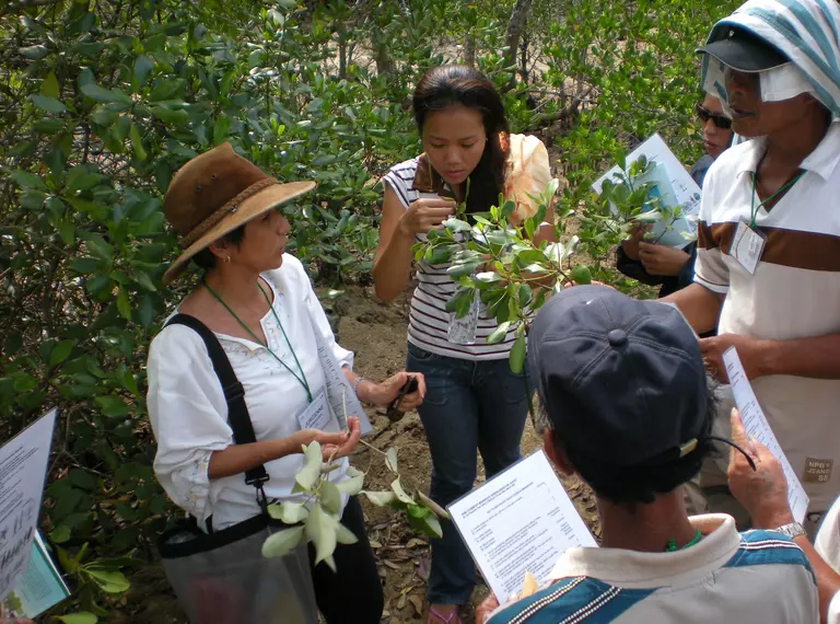 Jurgenne Primavera identifying mangrove species with local communities