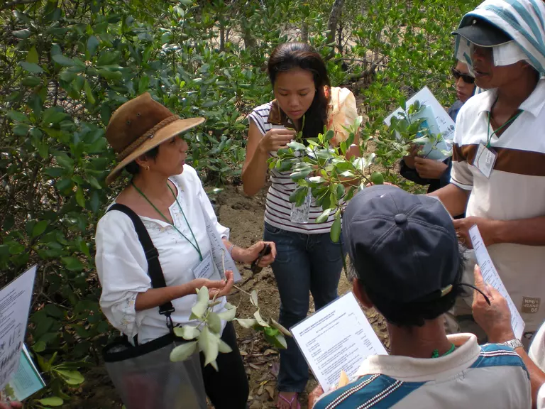 Jurgenne Primavera identifying mangrove species with local communities