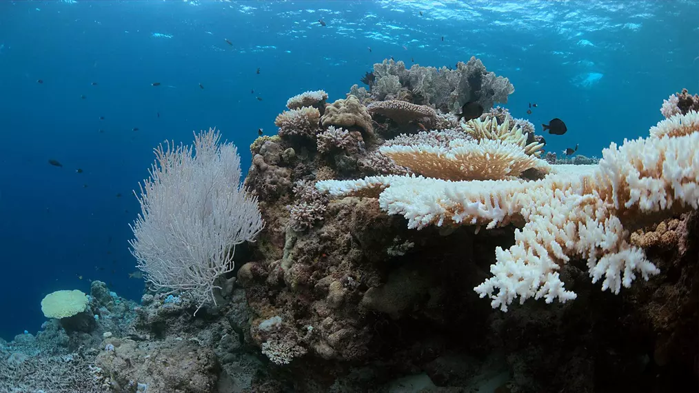 coral bleaching