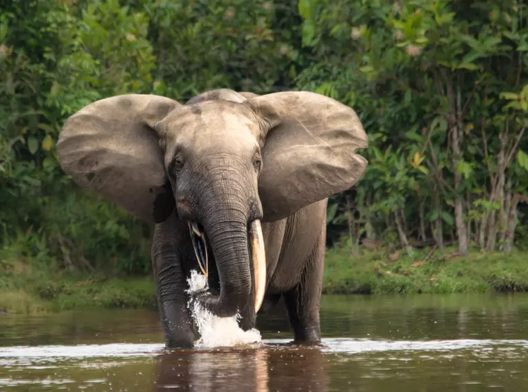 Forest elephant in the Congo Basin