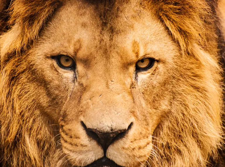 male lion closeup
