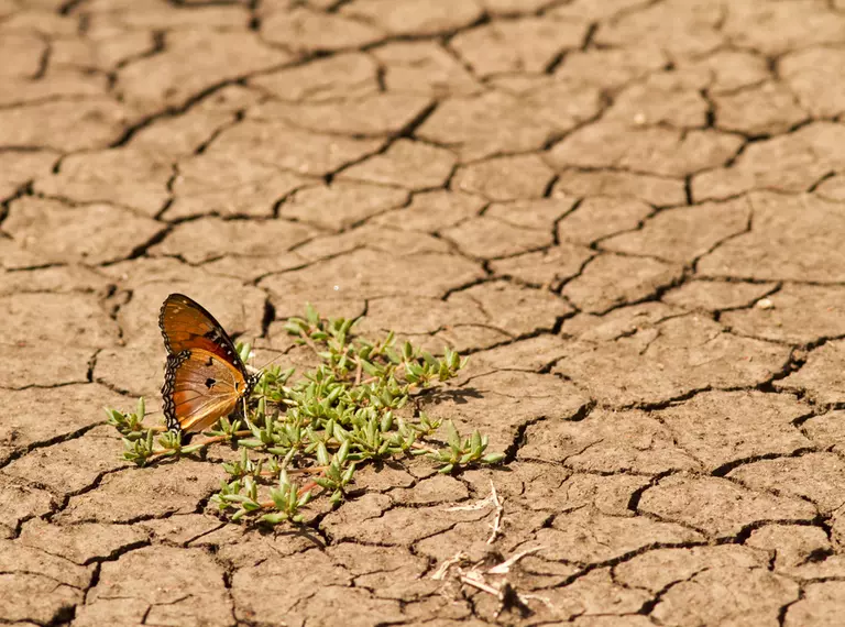 Butterfly surviving a drought