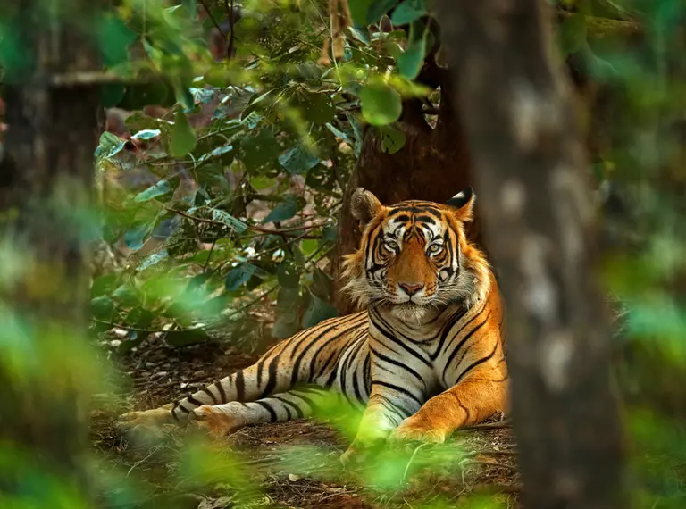 tiger lying in forest