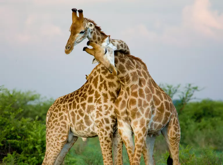 A pair of giraffe entwining their necks