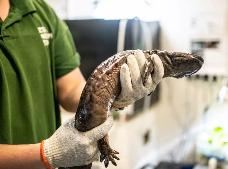 Chinese giant salamander health check at London Zoo