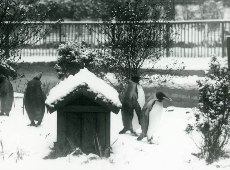 King Penguins walking, between their shelter and shrubs, in the-snow at London Zoo in 1927