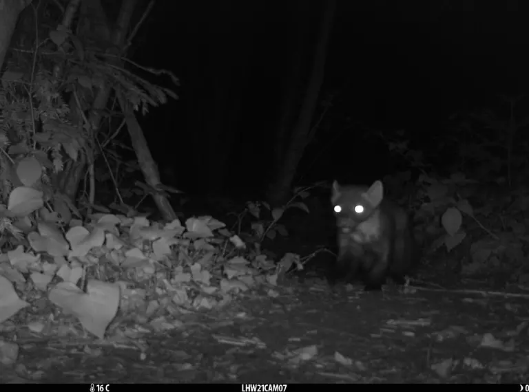 A pine marten image taken on a camera trap in London by ZSL conservationists
