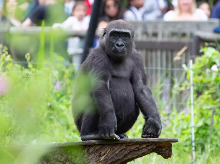 Gorilla at London Zoo Gorilla Kingdom