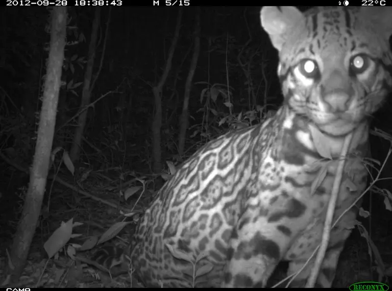 An ocelot photographed by a camera trap in Panama