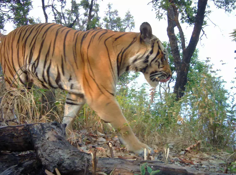 Indochinese tiger caught on camera trap walking through forest