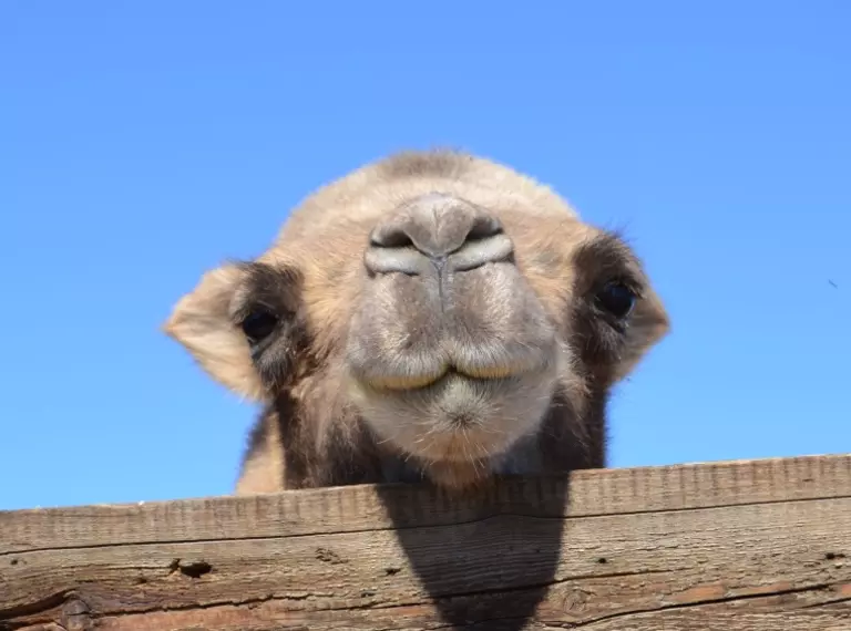 Critically Endangered wild camel peaking over fence