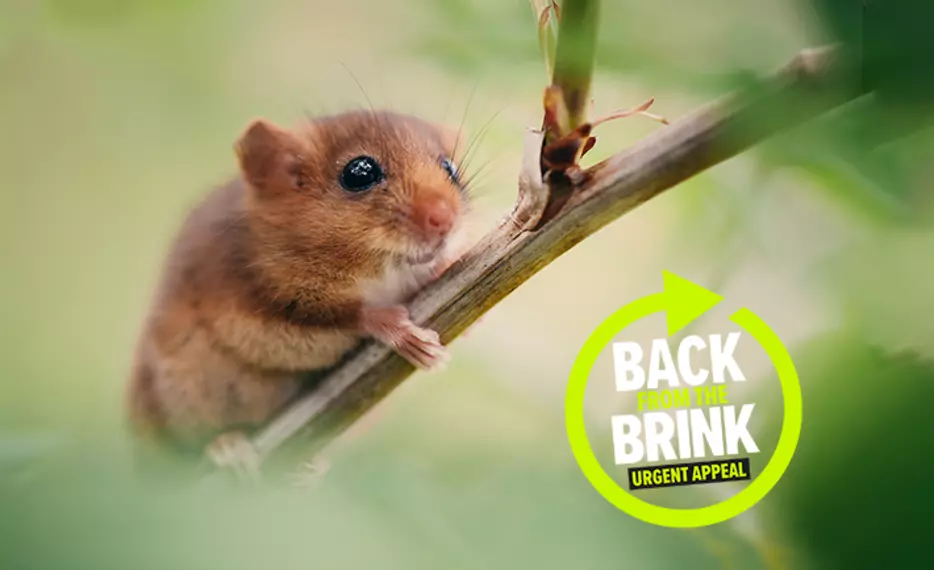 Back from the Brink ZSL logo