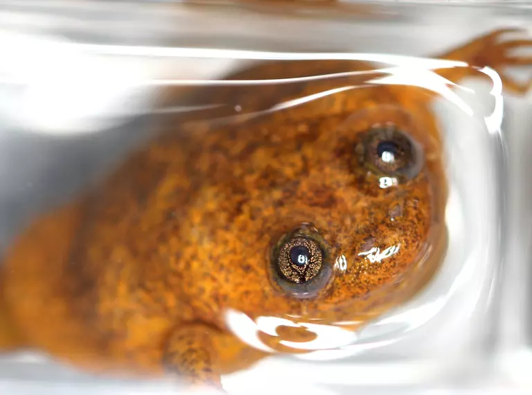 Female Lake Oku Clawed Frog