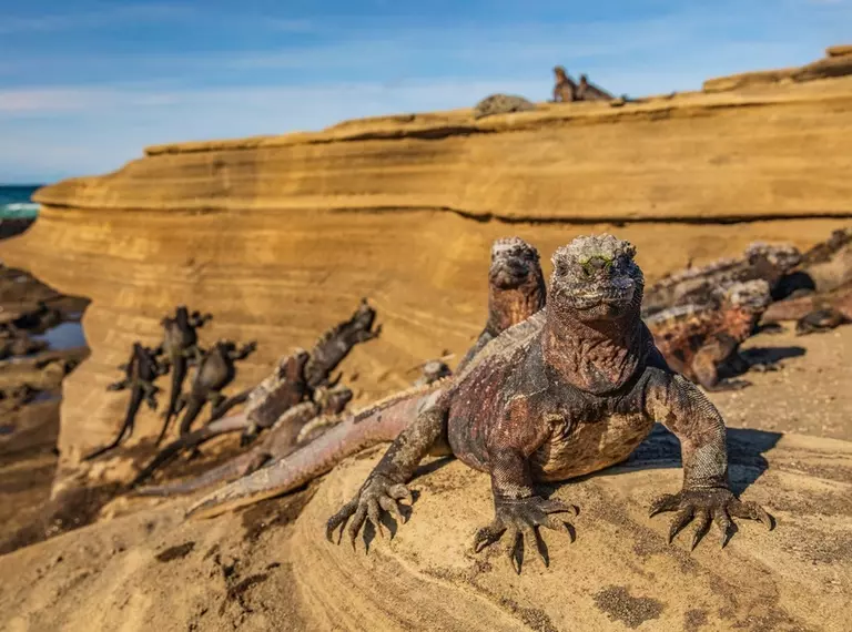 Galapagos Marine Iguanas sunbathing on volcanic rocks in Puerto Egas (Egas port) Santiago island, Ecuador