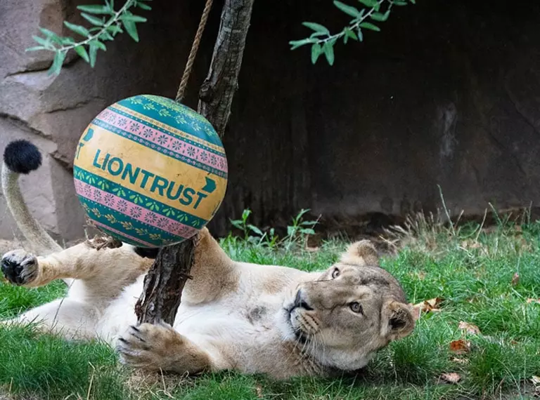 female lion at london zoo with branded liontrust toy