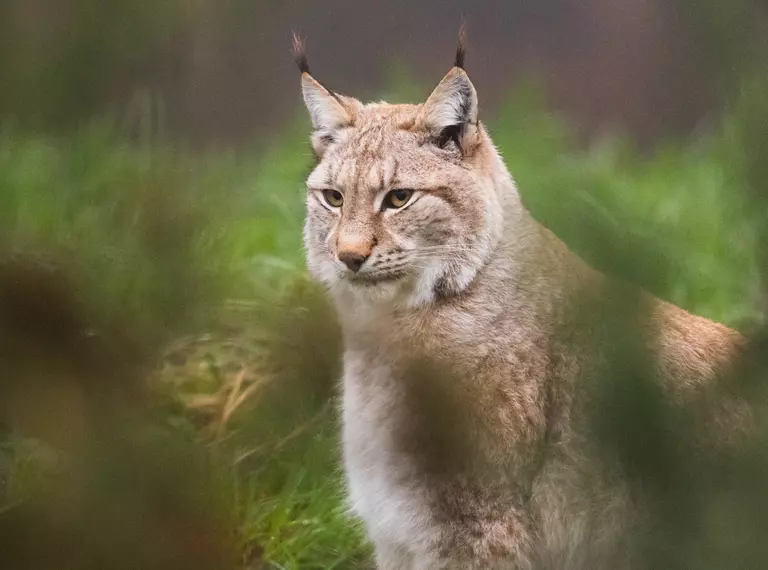 A lynx surrounded by foliage