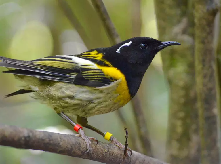 Male hihi bird on a branch
