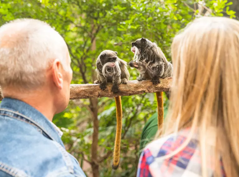 Meet the Rainforest Experience monkeys