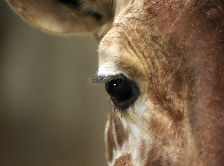 closeup of giraffe eye