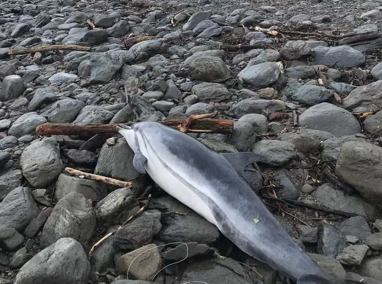 Striped dolphin stranding