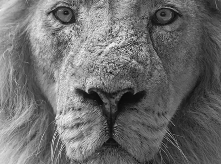 Liontrust black and white lion image