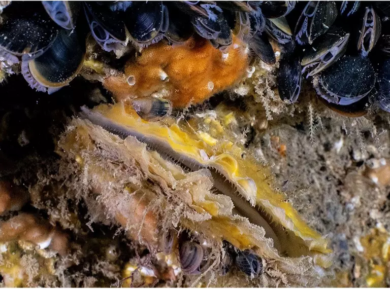 marine habitat