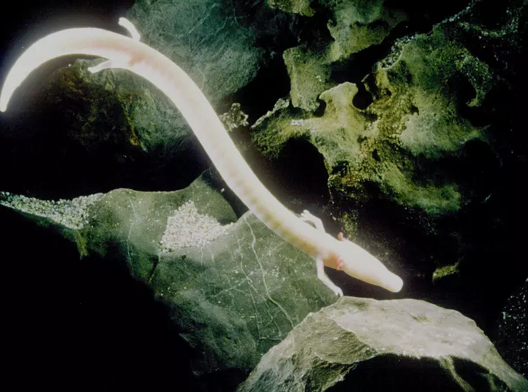 Olm swimming in the darkness of a cave through the rocks, pale pink snake like in appearance with four small lake. Smooth with no clear features.
