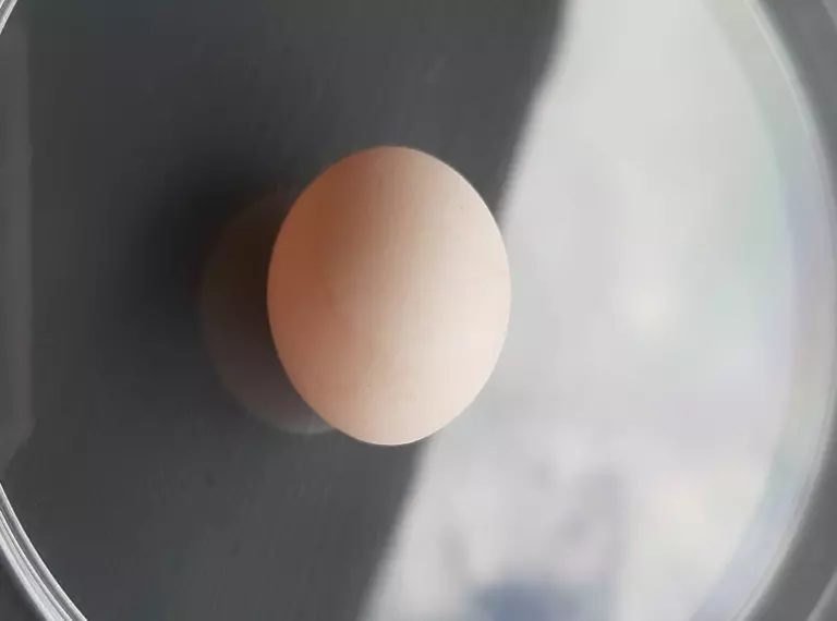 parakeet egg