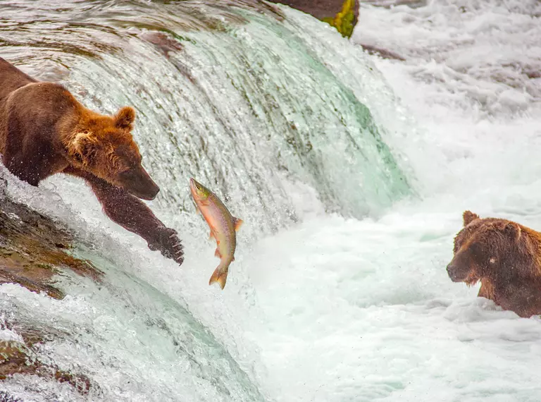 Grizzly bear catching salmon in a river during the salmon run