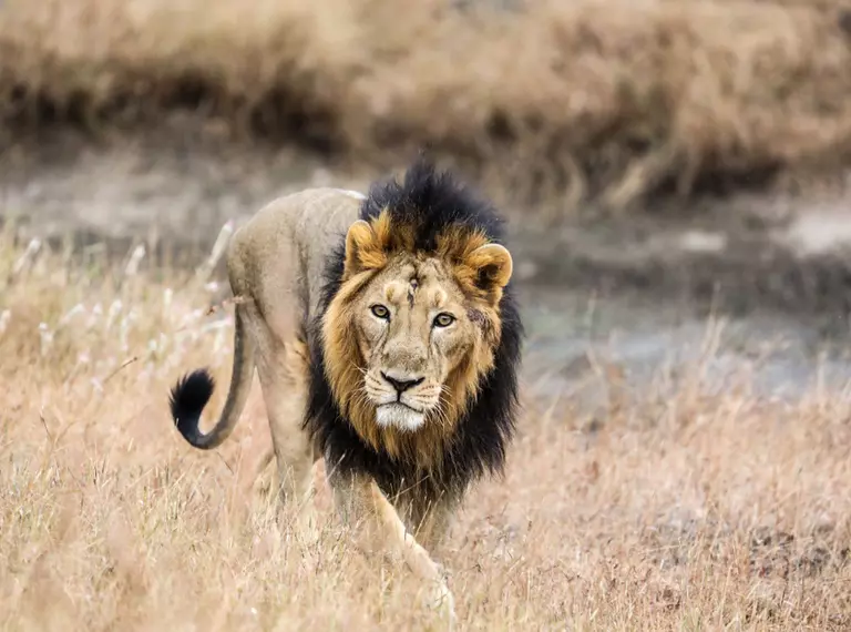 Asiatic Lion walking in grasslands