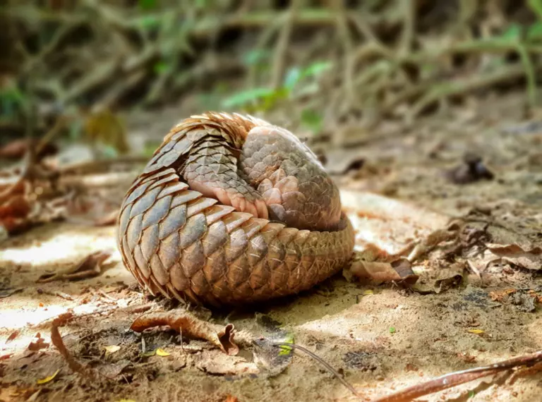 Adult pangolin rolled up in a ball on the forest floor in Thailand