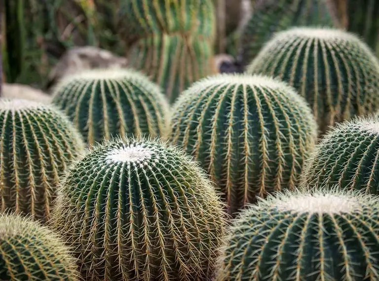 A circular species of cactus, the Barrel Cactus which is endemic to east-central Mexico. It rare and endangered in the wild.