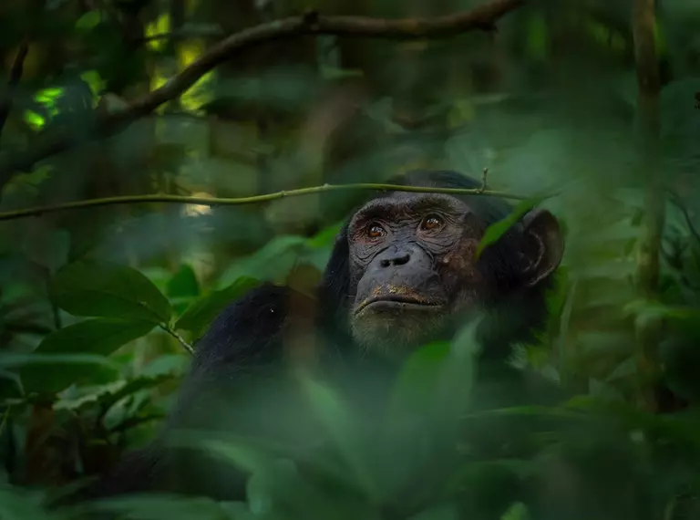 Chimp in a forest 