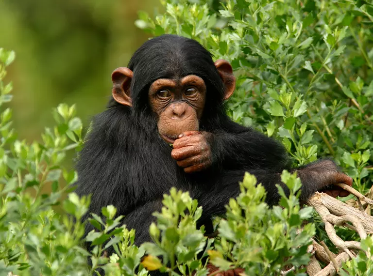 Chimpanzee baby in a tree