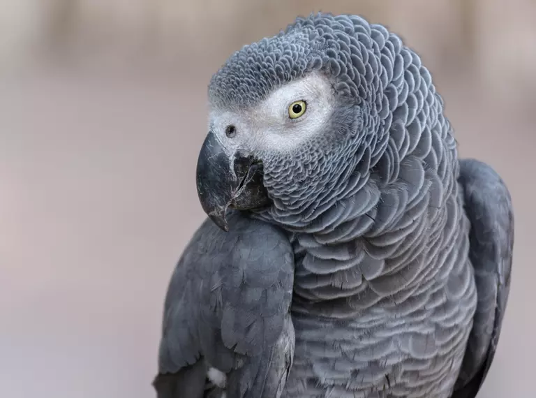 African grey parrot closeup