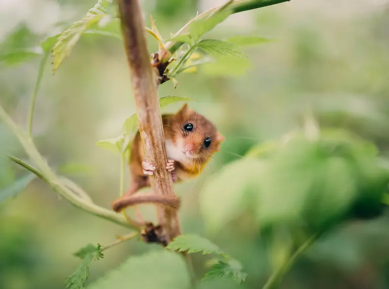 Little hazel dormouse climb the twigs in nature