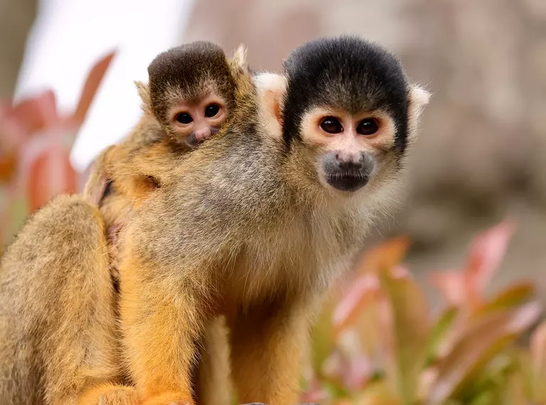 squirrel monkey with baby on back